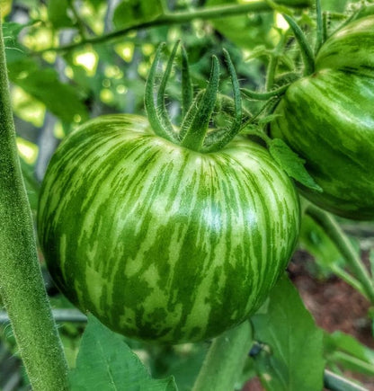 Green Zebra Tomato Seeds for Planting – Heirloom Non-GMO Garden Seeds