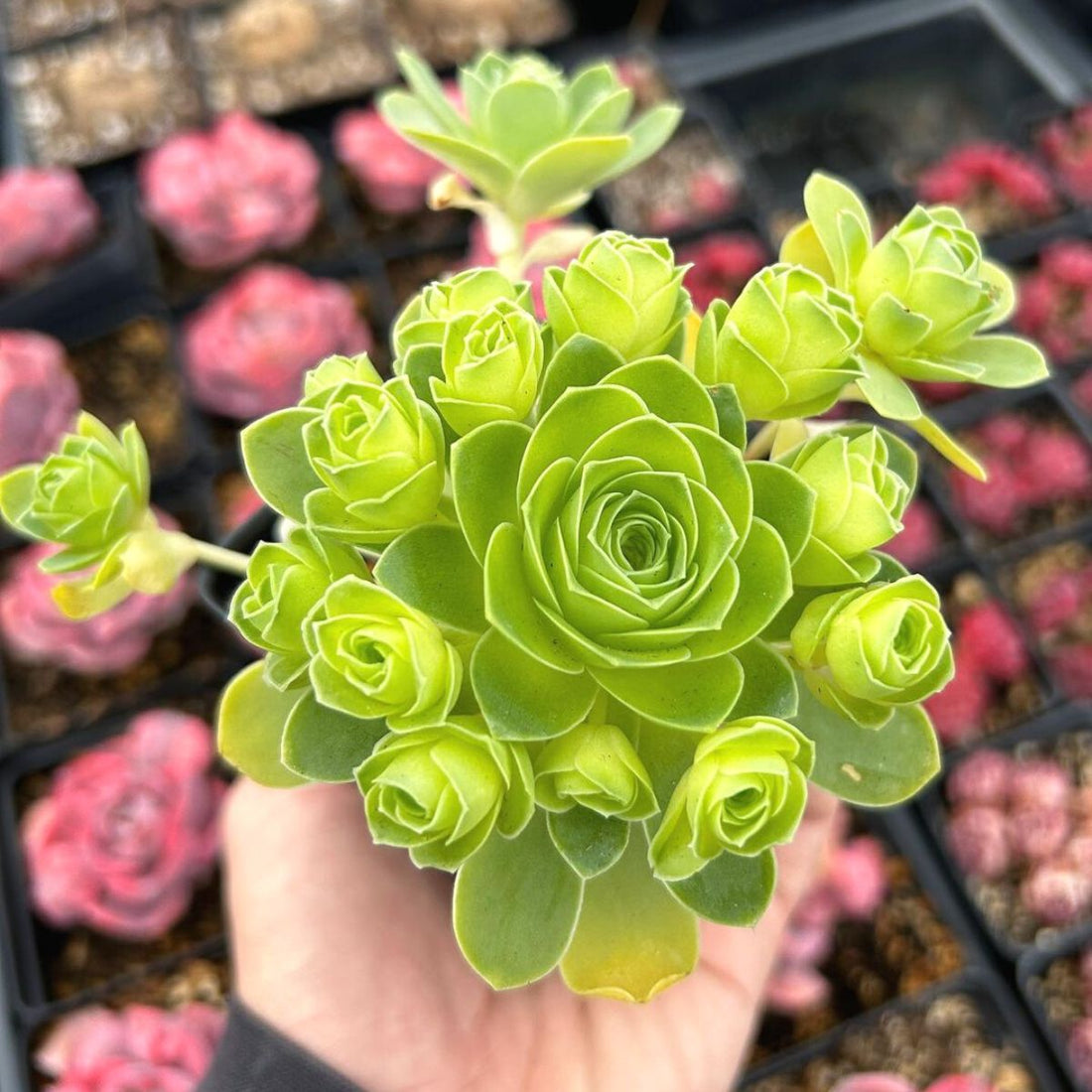 Green Succulent flower seeds