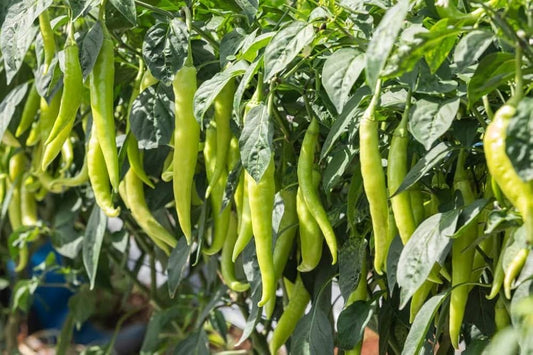 Green Sweet Pepper Seeds