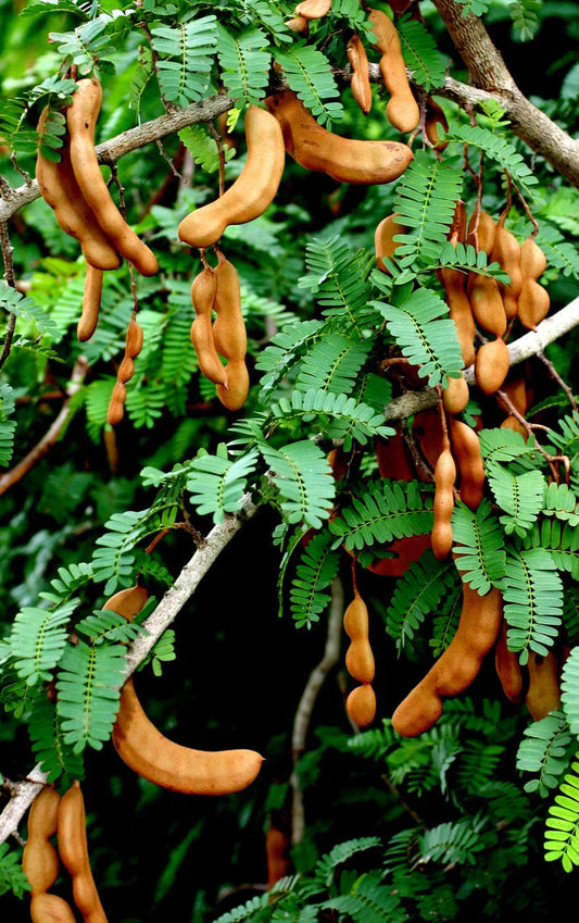 Green Tamarind tree seeds