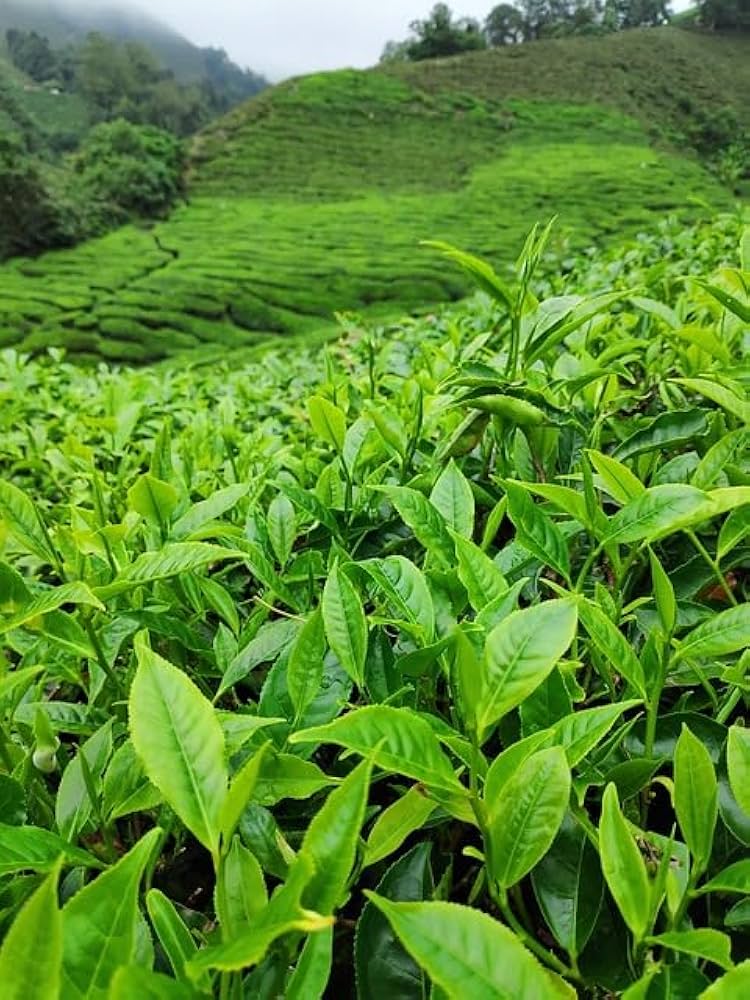 Green tea plant growing with glossy green leaves