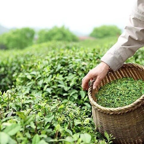 Green tea plant growing with glossy green leaves