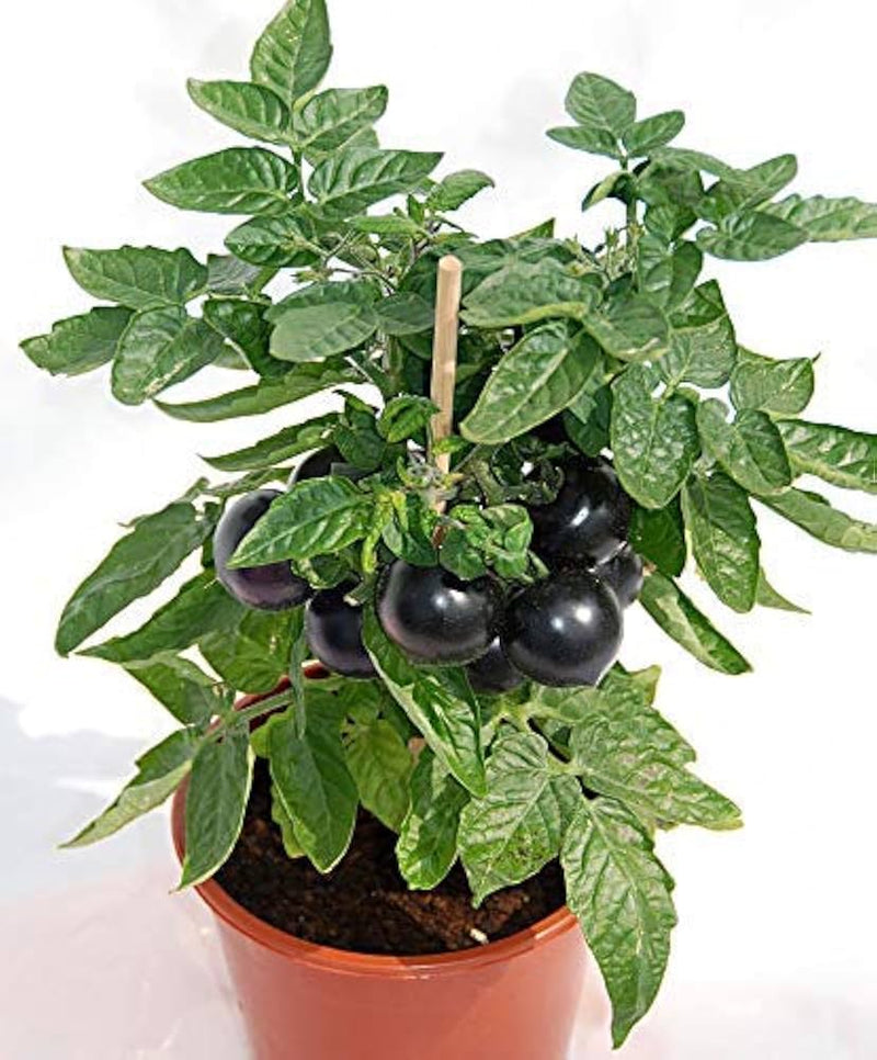 Black Green Tomato Seeds for Planting – Heirloom Non-GMO Garden Seeds