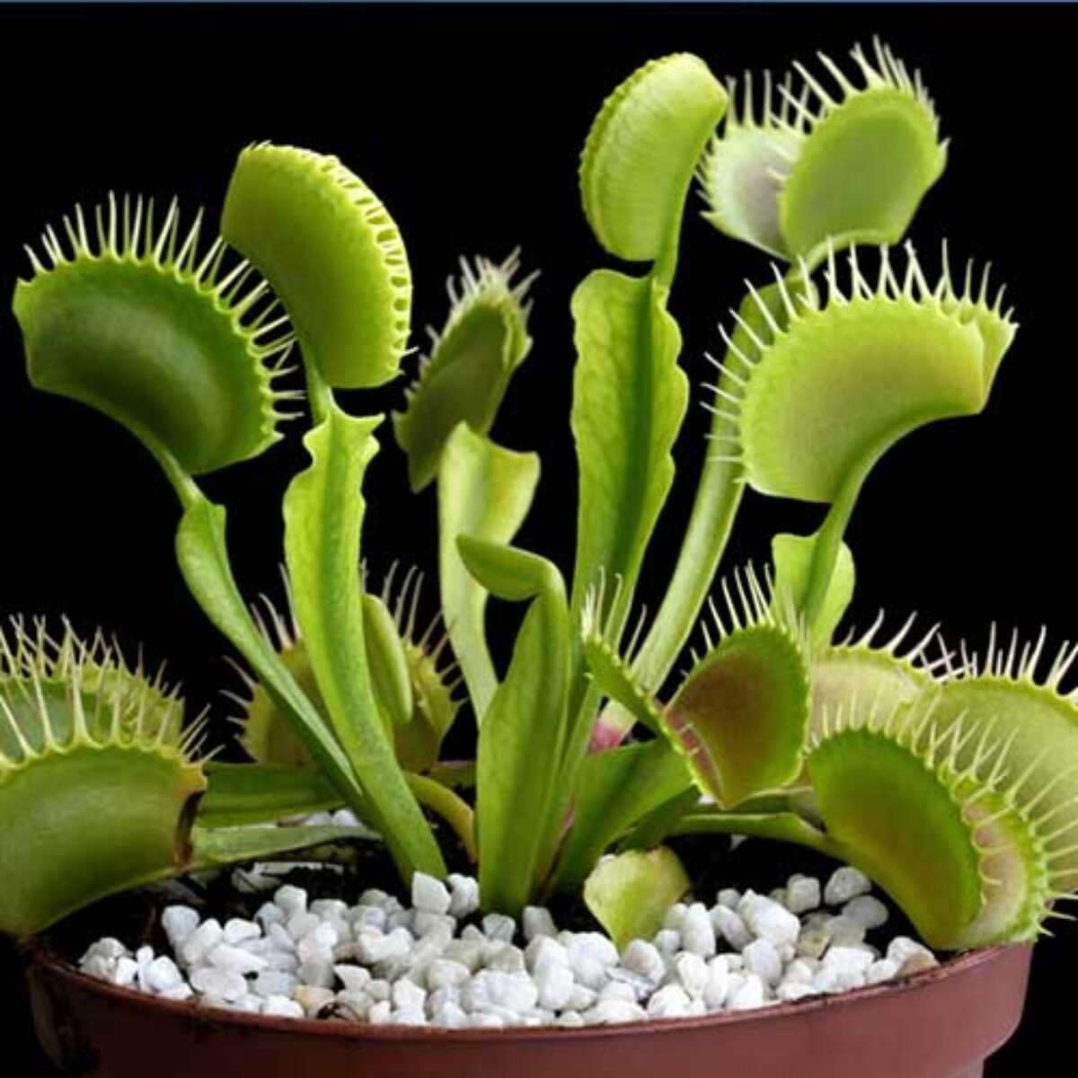 Green Venus Fly Trap Plant Seeds for planting and growing Dionaea muscipula