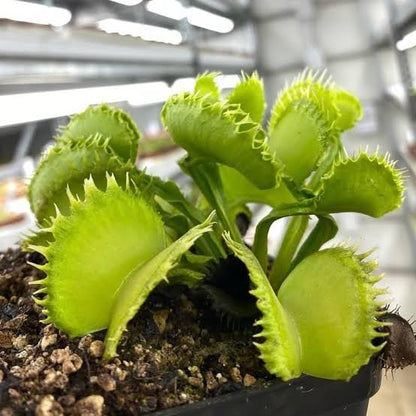 Green Venus Fly Trap plant with distinctive carnivorous traps growing in a container