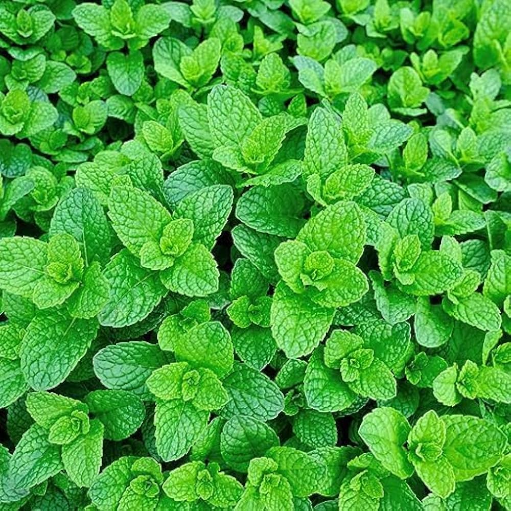 Vietnamese Mint Herb Seeds for Planting – Heirloom Non-GMO Garden Seeds