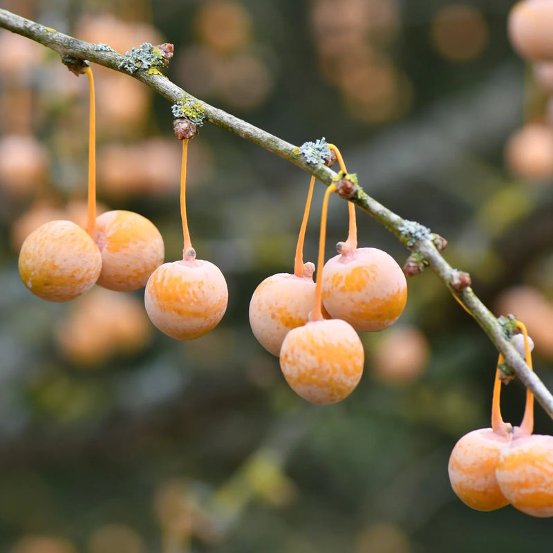 Green Walnut Tree Seeds for Planting – Heirloom Non-GMO Garden Seeds