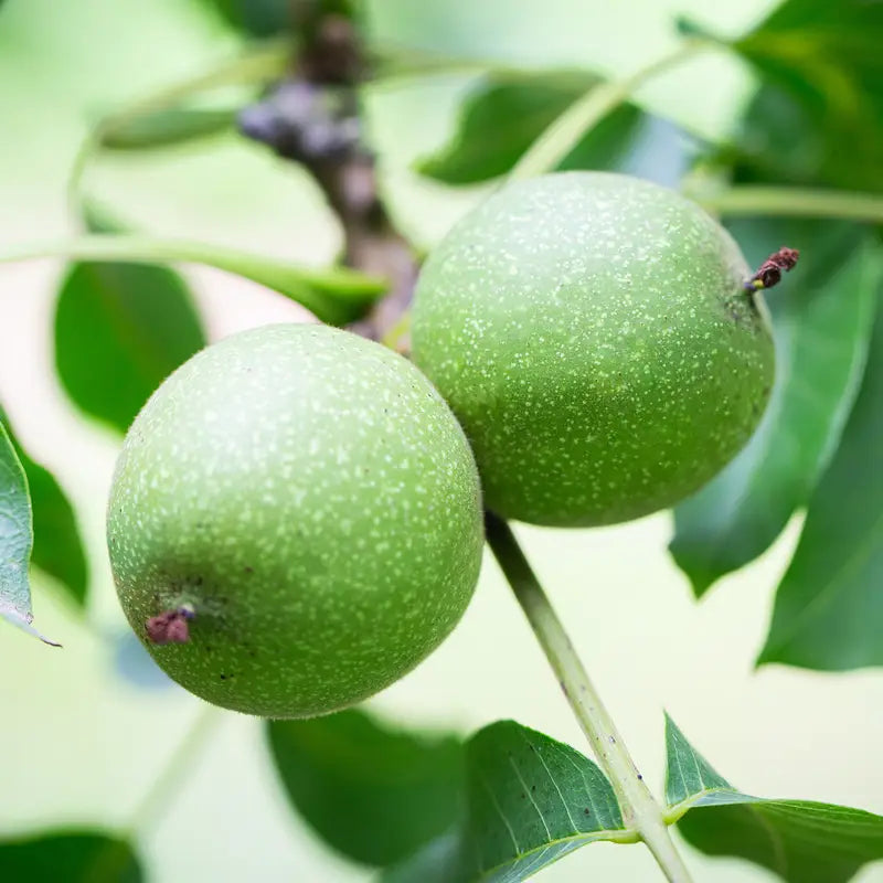 Green Walnut Tree Seeds for Planting – Heirloom Non-GMO Garden Seeds