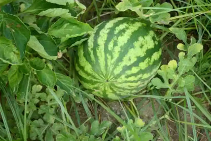 green watermelon seeds