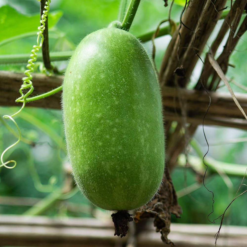 Wax Gourd Seeds