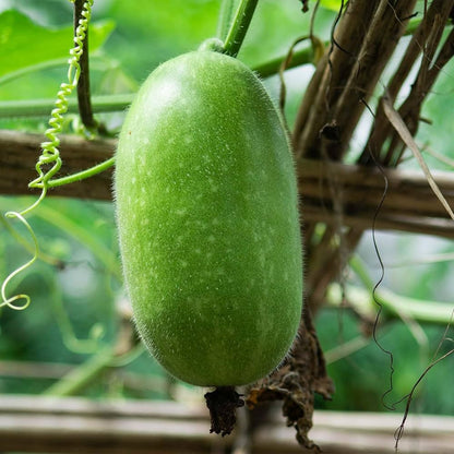 Wax Gourd Seeds