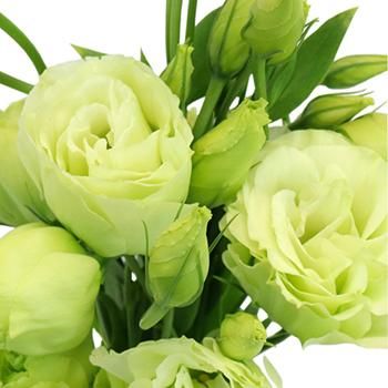 Green White flower seeds