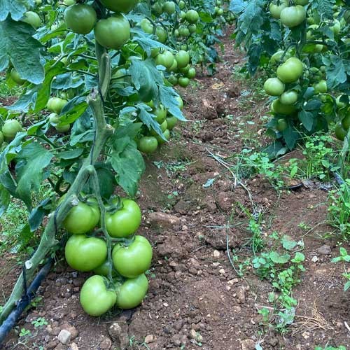 Green White Tomato Seeds