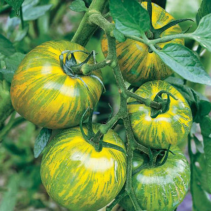Green Yellow Tomato Seeds