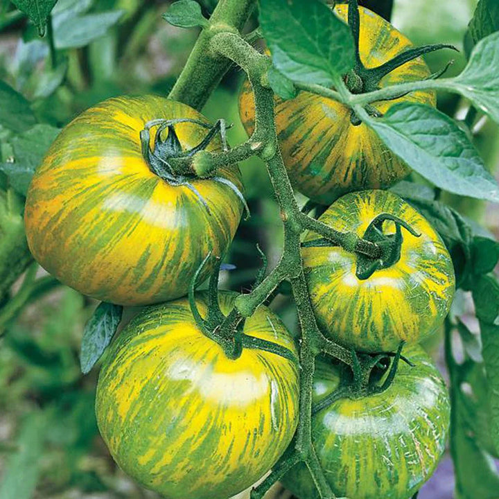 Green Yellow Tomato Seeds