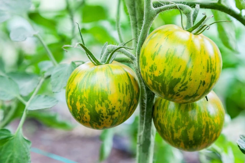 Green Ball Tomato Seeds for Planting – Heirloom Non-GMO Garden Seeds