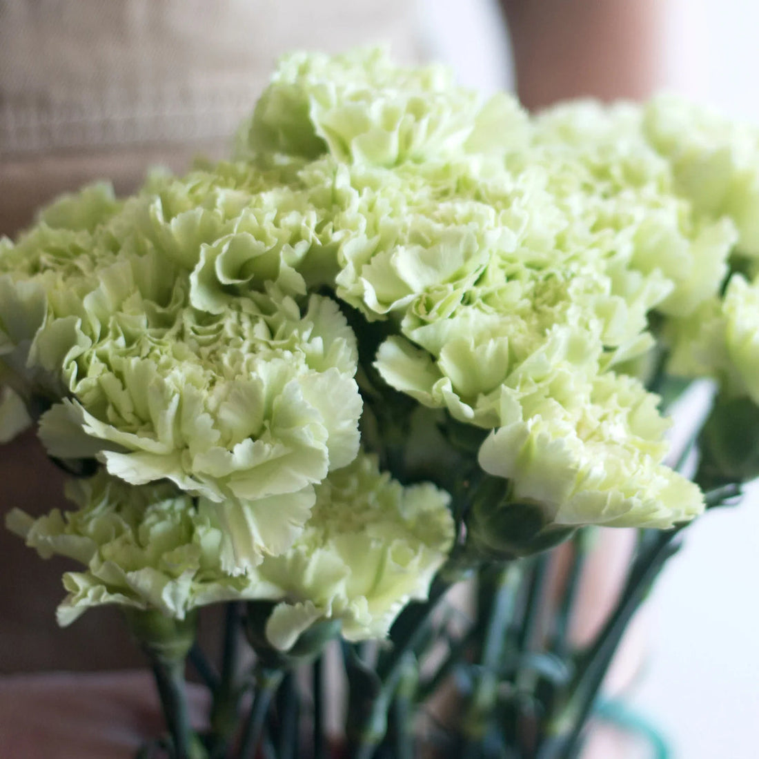 Light Green flower seeds