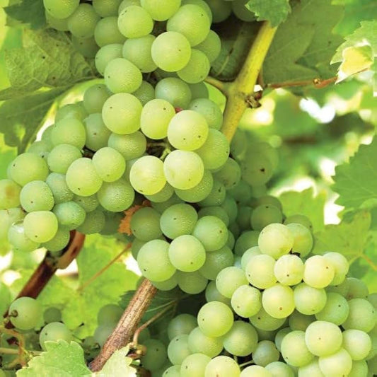 grapevine seeds