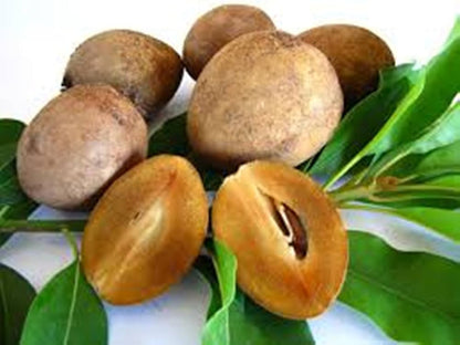 sapodilla seeds