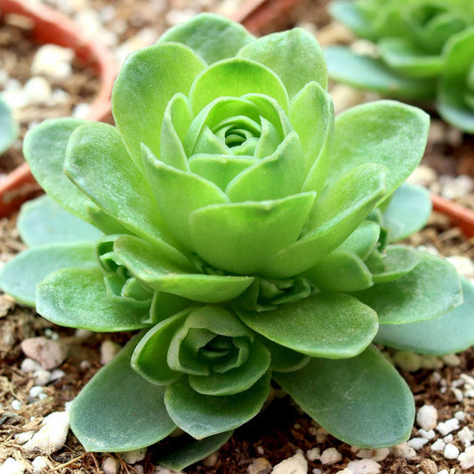 Greenovia Succulent with Seasonal Yellow Flowers