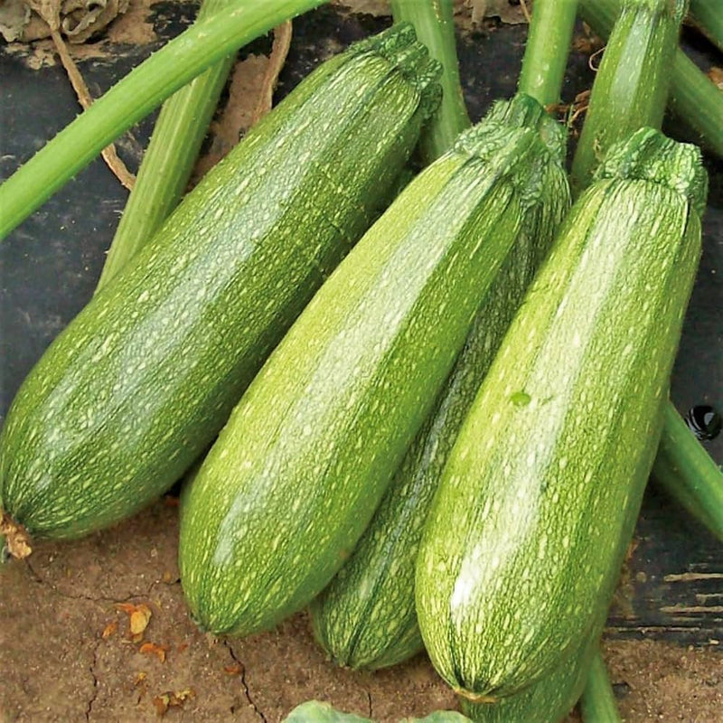 Grey Zucchini Seeds for Planting