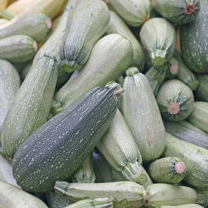 Grey Zucchini Seeds for Planting