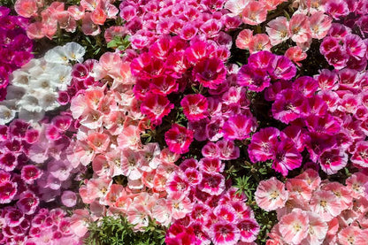 Azalea plant