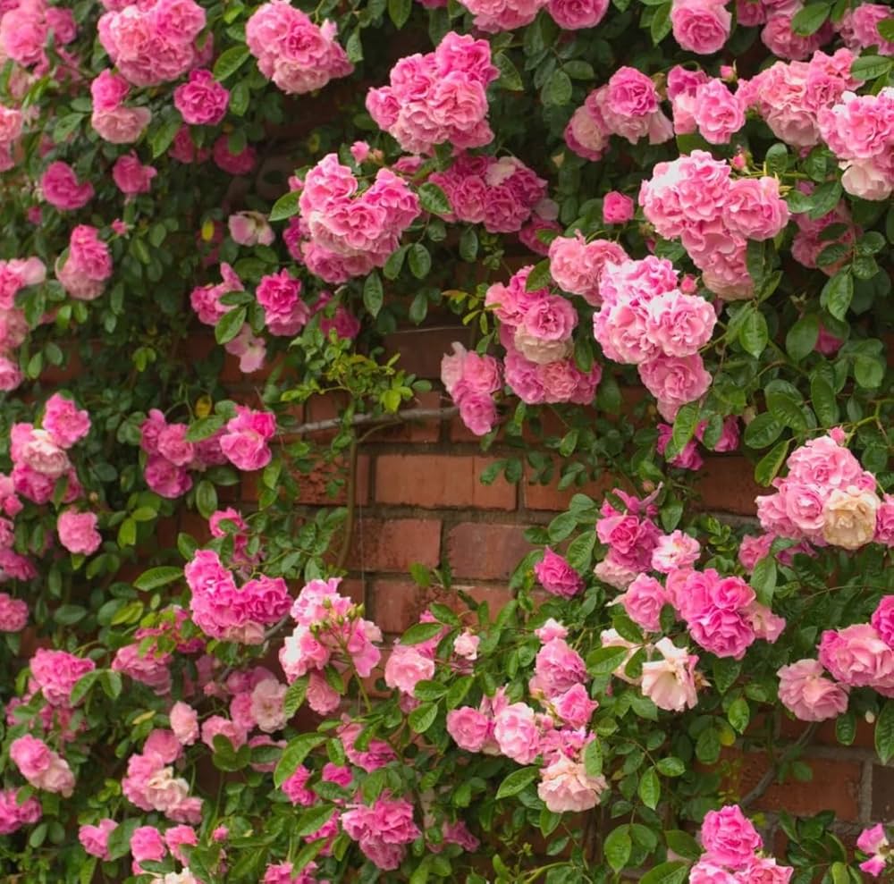 Pink White flower seeds