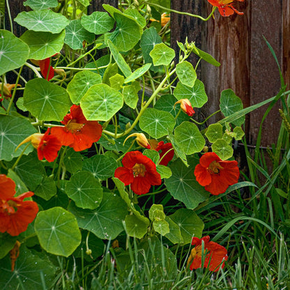 Red Nasturtium plant