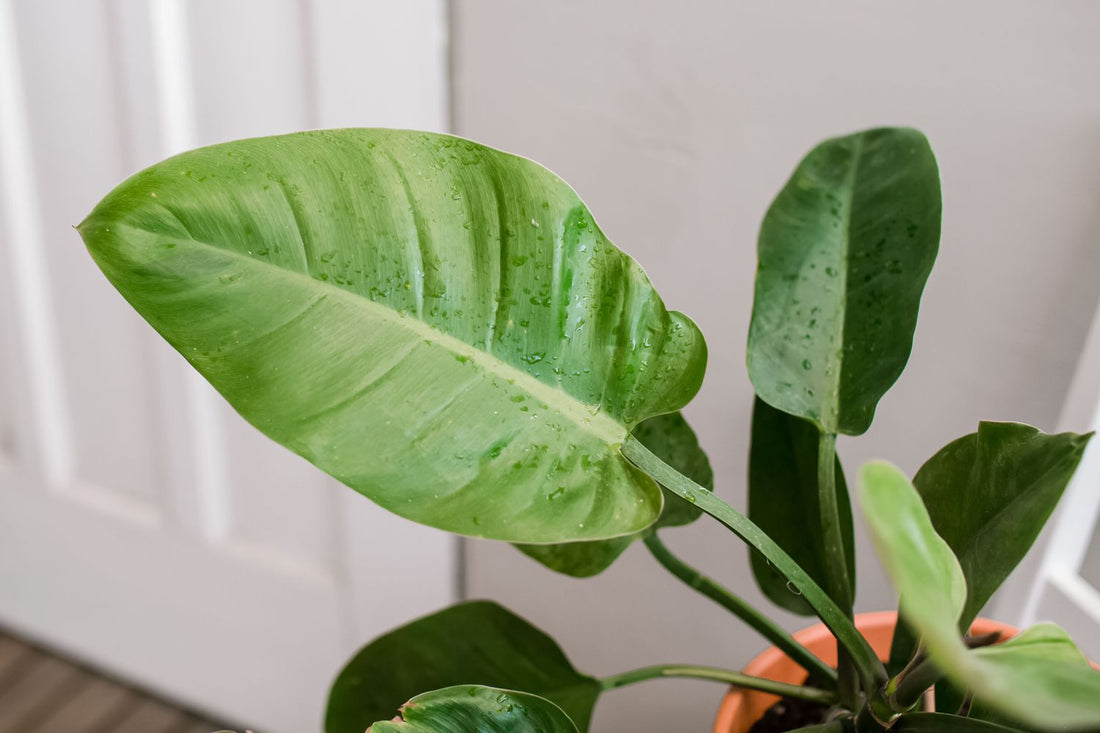 Green Philodendron flower seeds