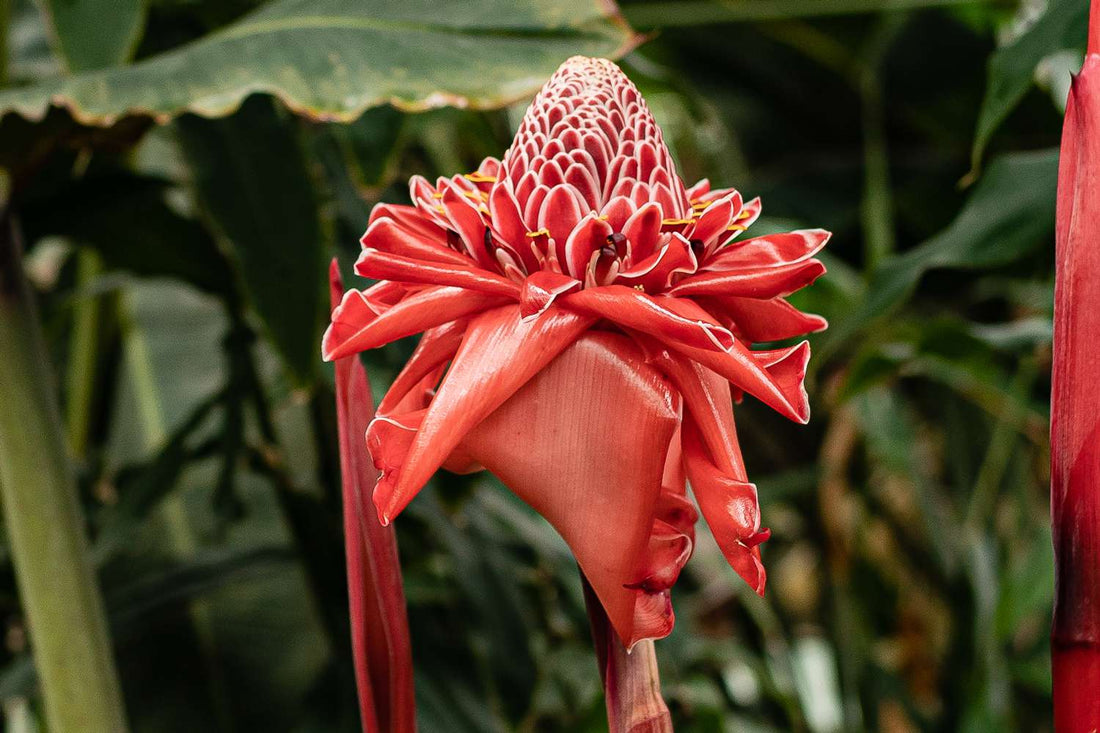 Etlingera Elatior flower seeds