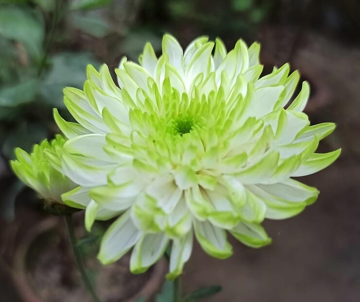 White Green flower seeds
