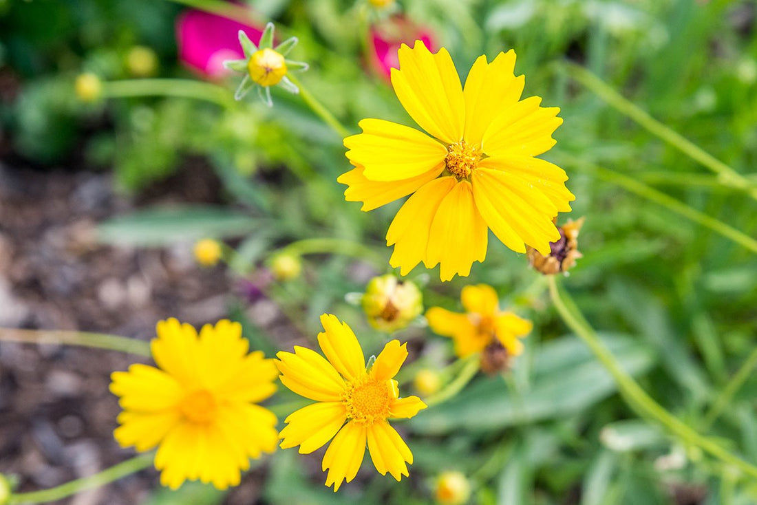 Coreopsis flower seeds