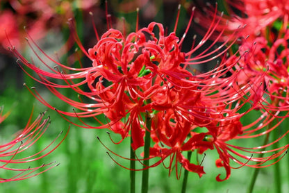 Lycoris Radiata flower seeds