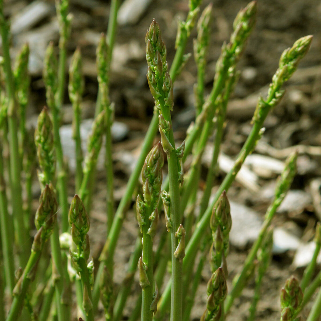 Green Asparagus flower seeds