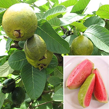 guava fruit seeds