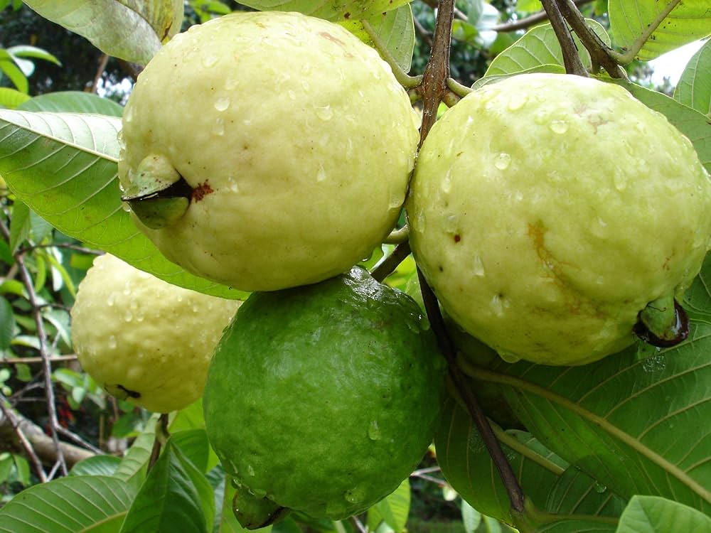 guava fruit seeds