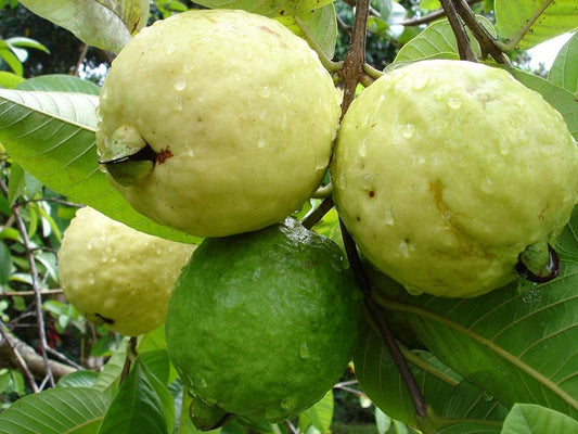guava fruit seeds