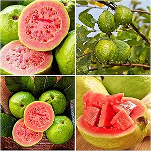 guava tree seeds