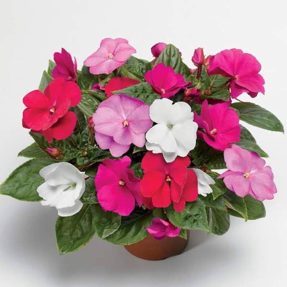 Guinea flower seeds