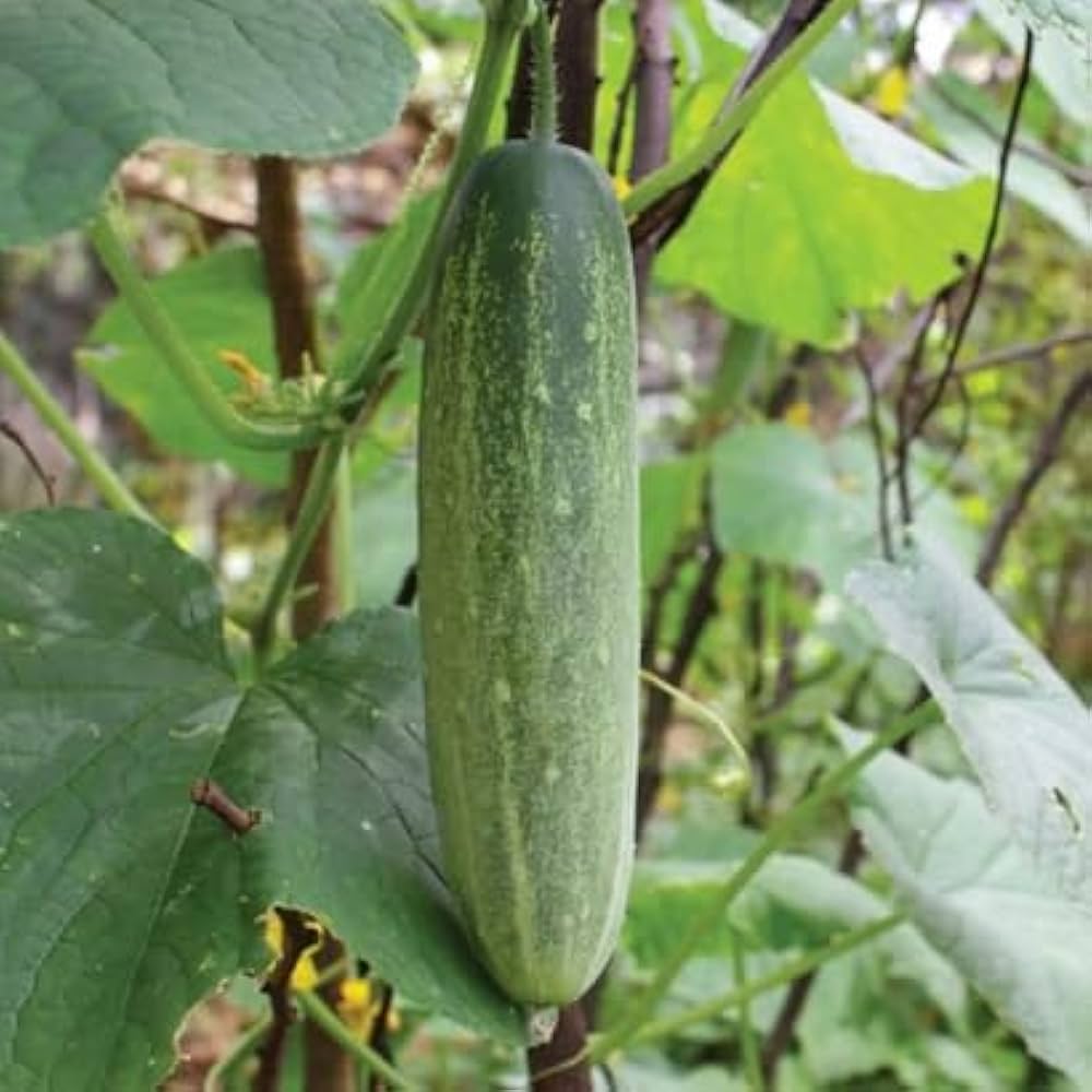 Cucumber Seeds