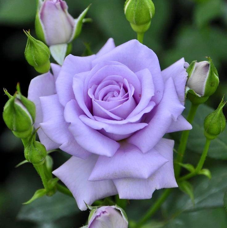 Blue Moon Rose plant