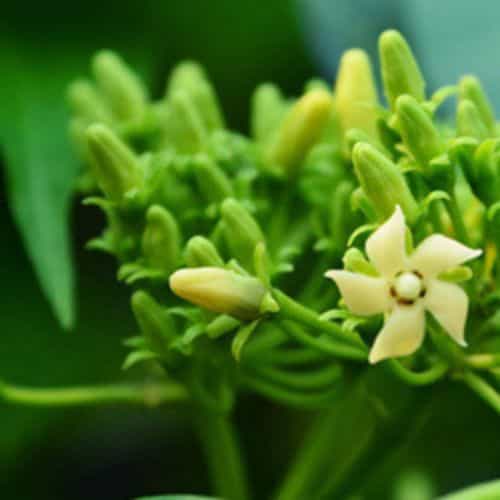 Gymnema Inodorum flower seeds