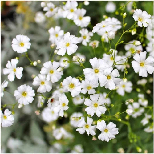 White Waterhyssop flower seeds