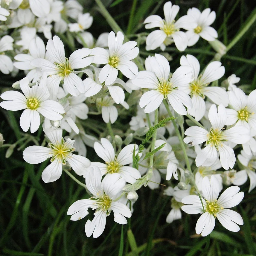 Silver Carpet flower seeds