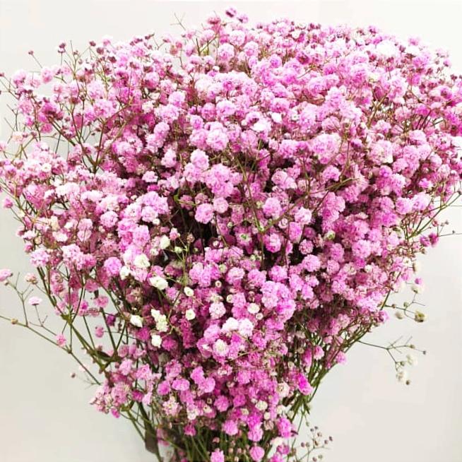 Gypsophila Paniculata flower seeds