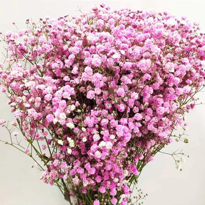Gypsophila Paniculata flower seeds