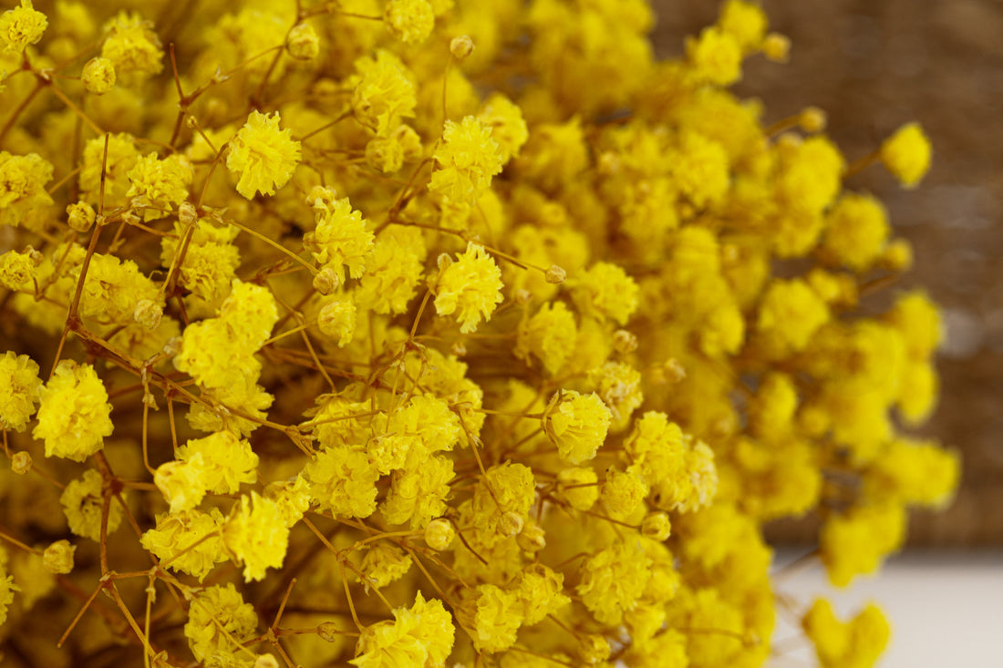 Light Yellow flower seeds