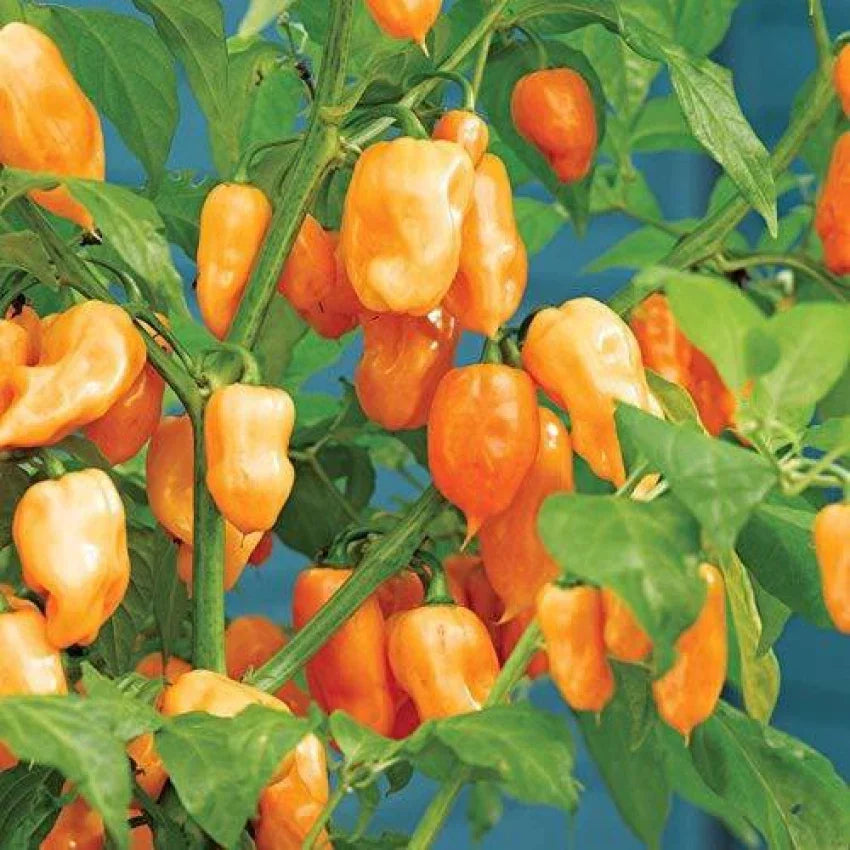 Habanero Chili Seeds