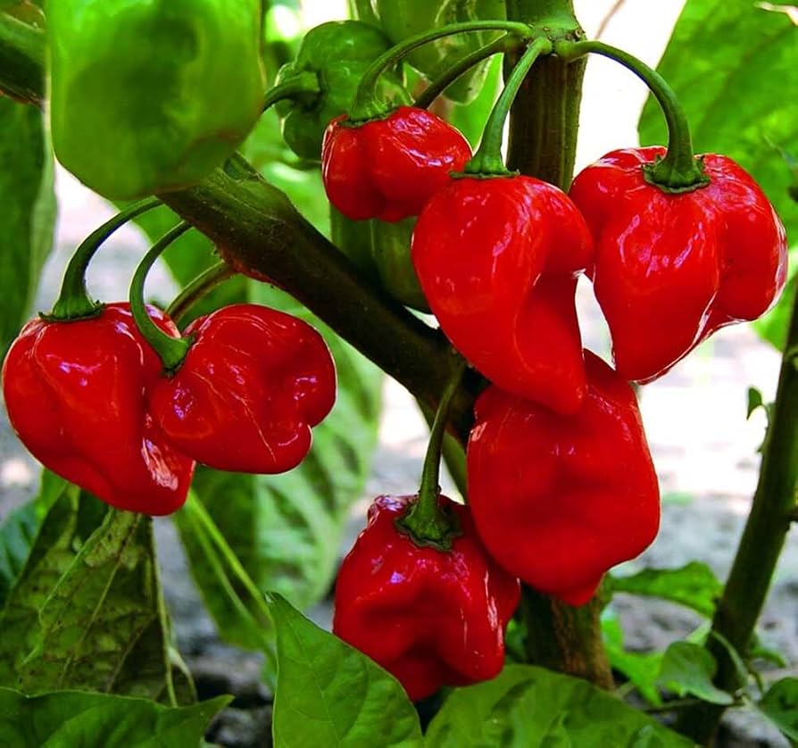 Habanero Chili Seeds